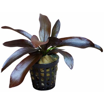 Echinodorus Hot Pepper – Sleviste.cz