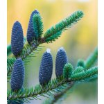 Jedle balzámová - Abies balsamea - prodej semen - 7 ks – Hledejceny.cz
