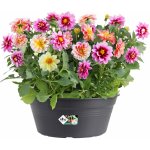 Elho žardina Green Basics Bowl 27 cm living black – Zboží Dáma