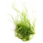 Amblystegium serpens – Zboží Mobilmania