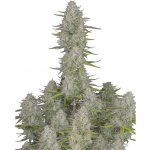420 Fast Buds Wedding Cheesecake AUTO semena neobsahují THC 1 ks – Sleviste.cz