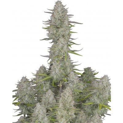 420 Fast Buds Wedding Cheesecake AUTO semena neobsahují THC 1 ks – Sleviste.cz