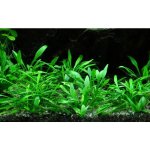 Cryptocoryne parva - Kryptokoryna nízká – Zboží Dáma