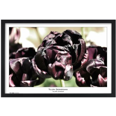 TRADAG Natura 40 x 60 černý – Zboží Živě