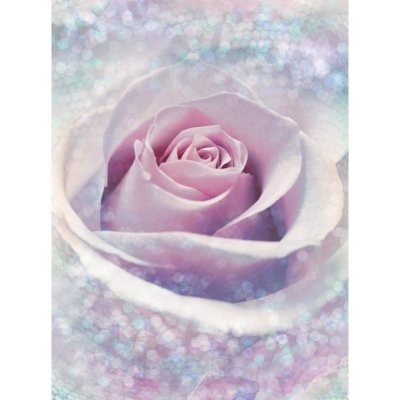 Komar vliesová fototapeta Delicate Rose XXL2-020 Něžná růže rozměry 184 x 248 cm – Zboží Mobilmania