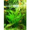 Akvarijní rostlina I--Z Aponogeton crispus - Kalatka kadeřavá