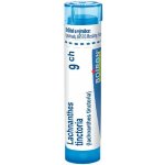 LACHNANTHES TINCTORIA POR 9CH GRA 4G – Hledejceny.cz