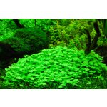 Hydrocotyle tripartita - Pupečník trojdílný – Hledejceny.cz