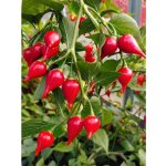 Semena Chupetinho Alaranjado – Zboží Dáma