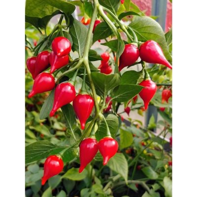 Semena Chupetinho Alaranjado – Zboží Dáma