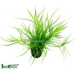 Juncus Repens - Sítina plazivá – Zboží Dáma