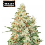 Seedstockers O.G. Kush AUTO semena neobsahují THC 1 ks – Sleviste.cz