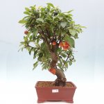 e-bonsai Venkovní bonsai -Malus halliana - Maloplodá jabloň – Zboží Dáma
