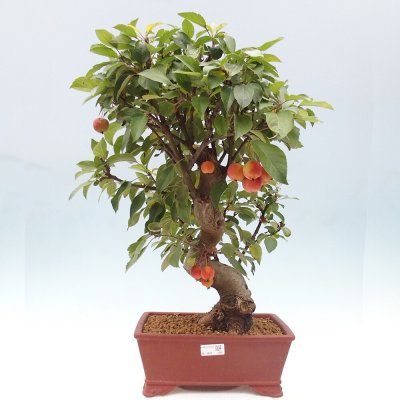 e-bonsai Venkovní bonsai -Malus halliana - Maloplodá jabloň – Zboží Dáma