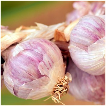 Sadbový česnek Sultop - Allium sativum - paličák - cibule česneku - 1 balení