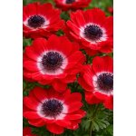 Sasanka věncová 'The Governor' 15 ks – Sleviste.cz