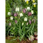 Mix řebčíků 'Meleagris' 30 ks – Hledejceny.cz