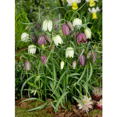 Mix řebčíků 'Meleagris' 30 ks – Hledejceny.cz