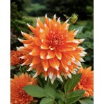 Jiřina 'Colour spectacle' 1 ks – Sleviste.cz