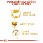 Royal Canin Ragdoll Adult 2 kg – Zboží Dáma