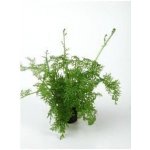 Ceratopteris siliquosa - Rohatec jemnolistý – Zbozi.Blesk.cz