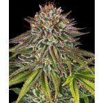 Barney's Farm Critical Kush semena neobsahují THC 10 ks – Hledejceny.cz