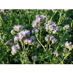 Osivo Svazenka vratičolistá Phacelia tanacetifolia 0,5 kg – Zboží Dáma