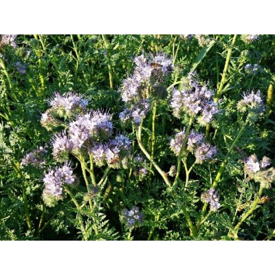 Osivo Svazenka vratičolistá Phacelia tanacetifolia 0,5 kg – Zboží Dáma