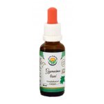 Salvia Paradise Gymnéma lesní AF tinktura Bio 30 ml – Hledejceny.cz