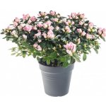 Pokojová azalka, Azalea indica, růžová, průměr květináče 13 cm – Sleviste.cz