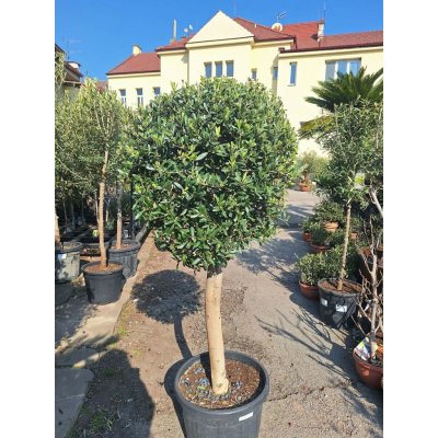 Olivovník Evropský Bola C45 - Olea Europaea - Bola 140-160cm – Zboží Dáma