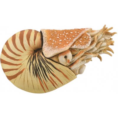 Collecta Loděnka hlubinná – Zbozi.Blesk.cz