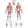 Plakát Anatomický plakát Erler Zimmer - Spouštěcí body těla 50 x 70 cm | DE, EN, LA