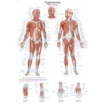 Anatomický plakát Erler Zimmer - Spouštěcí body těla 50 x 70 cm | DE, EN, LA – Zboží Dáma