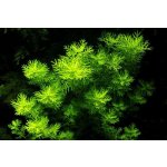 Hottonia palustris – Sleviste.cz