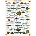 EuroGraphics Mořské ryby 1000 dílků – Zboží Mobilmania