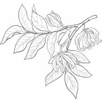 Alteya Ylang Ylang esenciální olej 100% Bio 10 ml – Hledejceny.cz