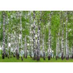 AG design FTS-1304 Papírová fototapeta Břízový les rozměry 360 x 254 cm – Hledejceny.cz
