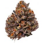 Growers Choice Tropicana Cherry Triploid F1 semena neobsahují THC 3 ks – Hledejceny.cz