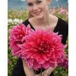 Jiřina 'Emory paul ' 1 ks – Zboží Dáma