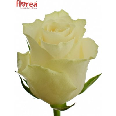 Světlekrémová růže SOLSY 60cm (M)