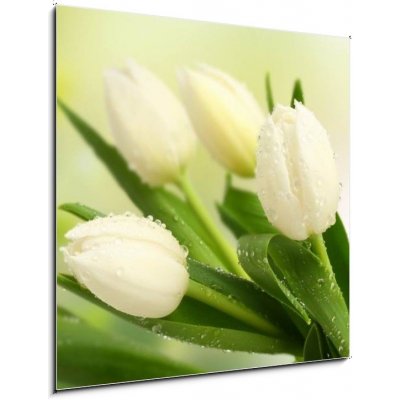 Obraz 1D - 50 x 50 cm - tulip tulipán – Zboží Mobilmania