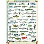 EuroGraphics Sladkovodní ryby 1000 dílků – Zboží Mobilmania