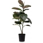 Ficus Elastica- Gumovník tmavý – Zboží Dáma