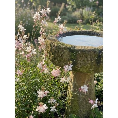 Svíčkovec 'Butterfly Appleblossom' – Hledejceny.cz