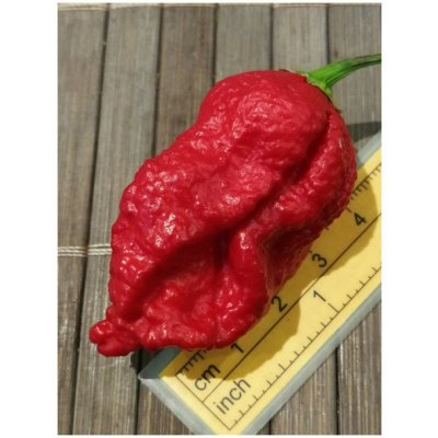 ChilliTop Trinidad Moruga Scorpion 20 c17 11 2 sušené Chilli 1 g