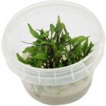 Cryptocoryne wendtii Green – Zboží Dáma