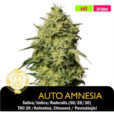 Drskunk Auto Amnesia semena eobsahují THC 1 ks – Hledejceny.cz
