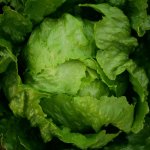 Salát ledový Stamir - Lactuca sativa L. var. capitata - semena salátu - 300 ks – Zboží Dáma