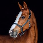 HORZE Stájovka Claremont tm.modrá – Zboží Dáma